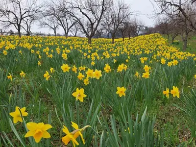 a field of yellow flowers with trees in the background at Domaćinstvo Drenak - Bešnjaja in Kragujevac