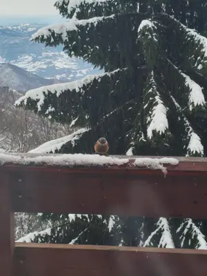 a bird sitting on a rail in the snow at Mountain home Borut in Kopaonik