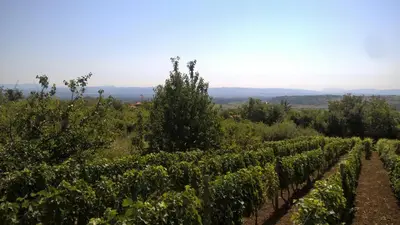 Gallery image of Vasića grozd in Jagodina