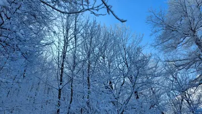 a group of trees covered in snow at Marko'S Apartments in Kopaonik