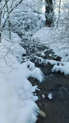 a stream with snow on the ground and trees at Marko'S Apartments in Kopaonik