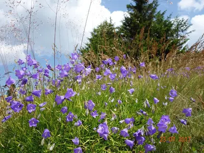 a field of purple flowers in the grass at Apartments KOP Konaci in Kopaonik