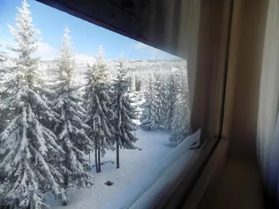 a view of a snow covered forest from a window at Apartment Sofia-Konaci in Kopaonik
