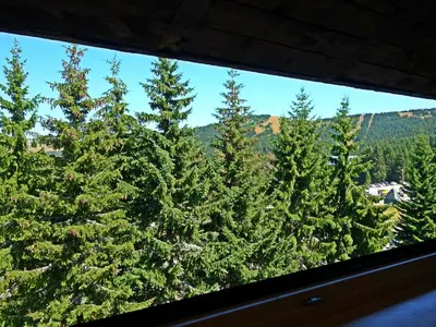 a group of christmas trees viewed through a window at Apartment Sofia-Konaci in Kopaonik