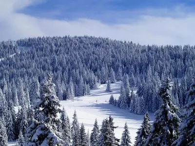 Gallery image of Lux Apartman u Hotelu Milmari in Kopaonik
