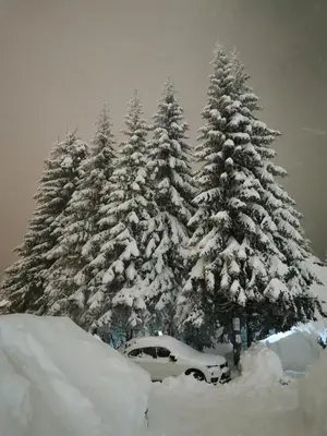 a car parked in front of snow covered trees at Apartments Zed Vila Zvoncica in Kopaonik