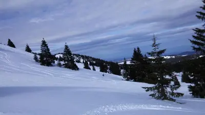 a snow covered slope with trees on a mountain at Apartments Zed Vila Zvoncica in Kopaonik