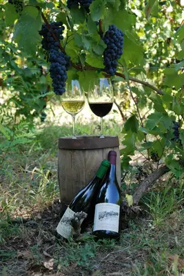two glasses of wine and a barrel of grapes at 