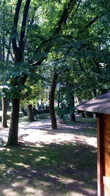 a group of trees in a park with a bench at Apartmani LolaNola in Vrnjačka Banja