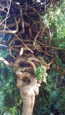 a tree with branches and leaves at Panorama 5 in Soko Banja