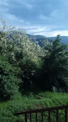a view of a field with trees and a fence at Panorama 5 in Soko Banja