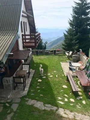 a dog standing in the grass next to a house at Holiday Home Dana Kopaonik in Kopaonik