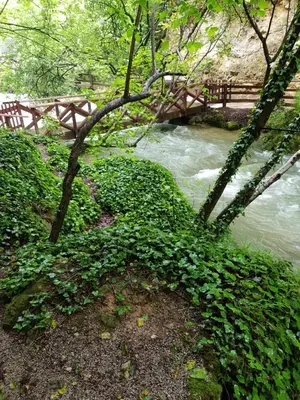 a bridge over a river with green plants at Guest House Lisinski Raj in Despotovac