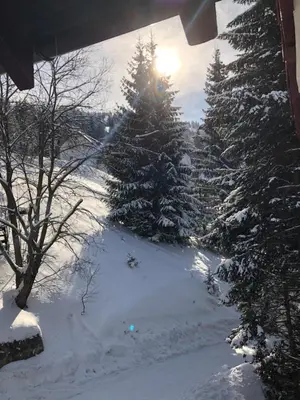 a group of pine trees in the snow at Stara Bačija in Kopaonik
