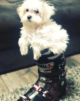 a small white dog is standing in a boot at MONI Luxury Apartments in Kopaonik
