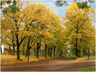 a row of trees with yellow leaves on a road at Blue New Yorker in Niš