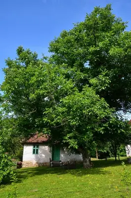 a tree in front of a building with a bench under it at Kuca za odmor Radovanovic in Despotovac