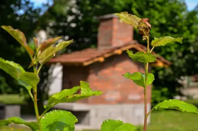 a plant in front of a brick building at Kuca za odmor Radovanovic in Despotovac
