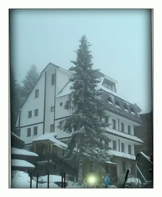 a snow covered tree in front of a building at Apartment Lazic vila Suri in Kopaonik