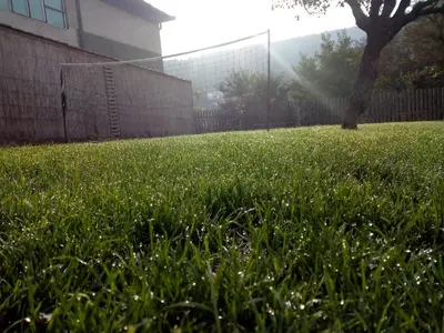 a field of grass with a tree and a building at Konak Garavi sokak in Kuršumlija
