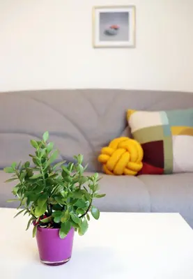 a potted plant on a table next to a couch at Zeleno srce in Soko Banja