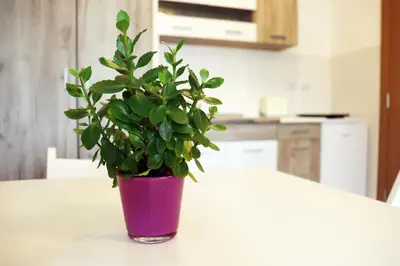 a plant in a purple pot sitting on a table at Zeleno srce in Soko Banja