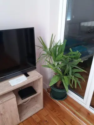a potted plant sitting next to a flat screen tv at Stankovic Apartman in Vranje