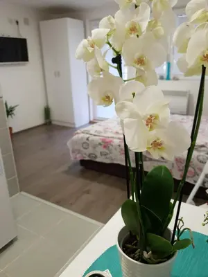 a vase filled with white flowers on a table at Vila Stefanovic in Soko Banja