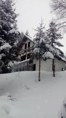 a snow covered tree in front of a house at Sky in Kopaonik