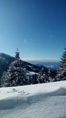 a snow covered slope with trees on a mountain at Sky in Kopaonik
