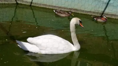 a white swan and two ducks in the water at Etno selo Vile Jefimija, selo Preobrazenje, Vranje in Vranje