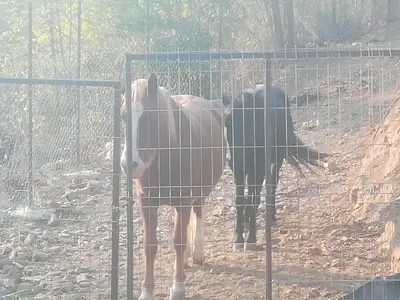 a horse is standing behind a fence at Etno selo Vile Jefimija, selo Preobrazenje, Vranje in Vranje