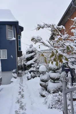 a snow covered yard with a snow covered tree at Blue House Apartment in Niš