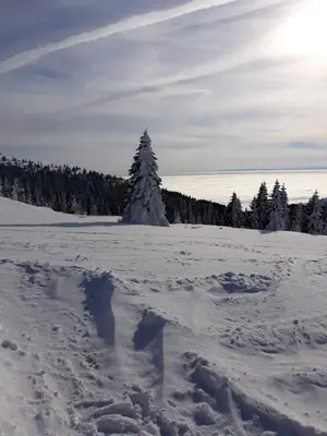 a snow covered field with a tree in the distance at Apartman Vila Natasa in Kopaonik