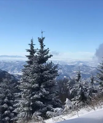 a group of snow covered trees on top of a mountain at Villa Popara Kopaonik in Kopaonik