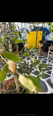 a plant in a room with a table and chairs at Villa Grazia in Vladičin Han