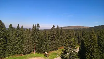 an overlook of a forest of trees on a hill at Apartman-Vila Nikola, 064jedansedamdvatridevetnulatri in Kopaonik