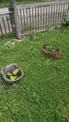 a garden with a garden hose in the grass at VILA BOJANA in Inovo