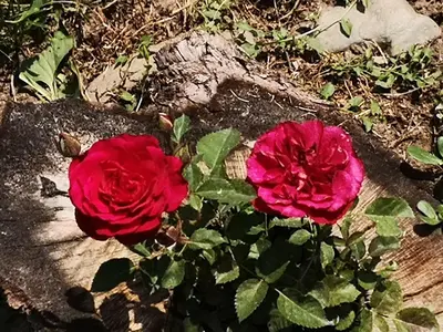 two red roses are growing in a garden at VILA BOJANA in Inovo