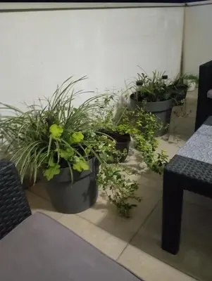 a group of potted plants in a room at Jasna Apartman in Vrnjačka Banja