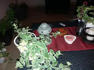 a table with a tea pot and a potted plant at Jasna Apartman in Vrnjačka Banja
