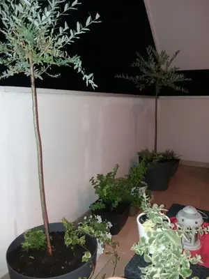 two potted trees in pots on a table at Jasna Apartman in Vrnjačka Banja