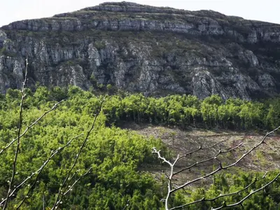 a mountain with trees in front of it at Sobe Gmitrovic in Rtanj