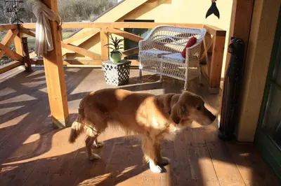 a brown dog standing on a wooden deck at Guesthouse Silvani in Kruševac