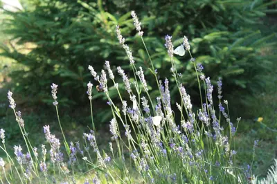 a bunch of purple flowers in a field at Guesthouse Silvani in Kruševac
