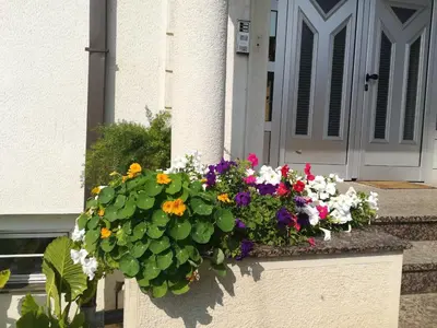 a pot of flowers in front of a door at Vila Sentić in Vranje