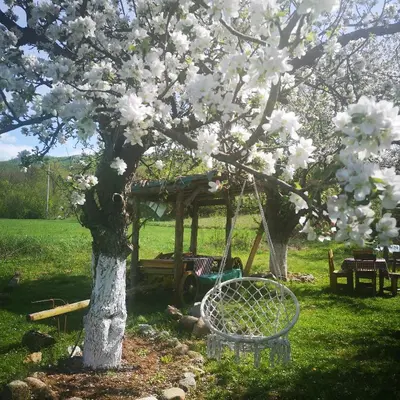 a tree with white flowers on it next to a bench at Etno Konak Angela in Kalna