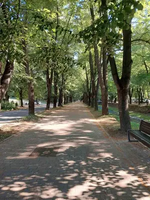 a tree lined path in a park with a bench at Amor in Vrnjačka Banja