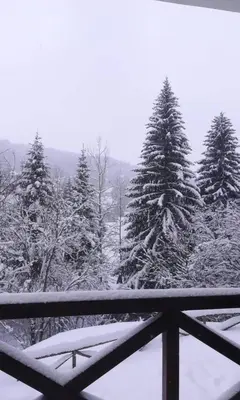 a view of a snow covered forest with trees at Sunrise apartmani in Kopaonik