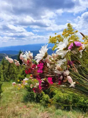 a bouquet of flowers sitting on top of a hill at Planinska bajka - Kraljevi čardaci in Kopaonik